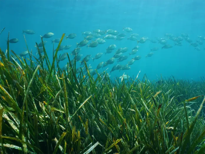 Posidonia oceanica